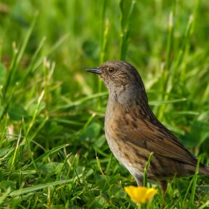 Redwell   June 2016   D3s (79 Of 297).jpg